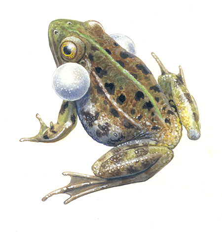 Endangered Species: Pool frog