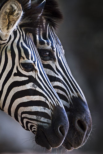 24 hours in pictures: Bangkok, Thailand: A pair of zebras stand in the shade at the Dusit zoo