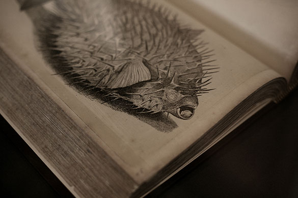 Royal Society anniversary: De Historia Piscium by Francis Willughby