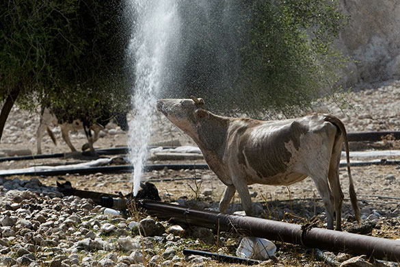 24 hours in pictures: Jordan Valley, West Bank: A cow drink water from a leaking pipe