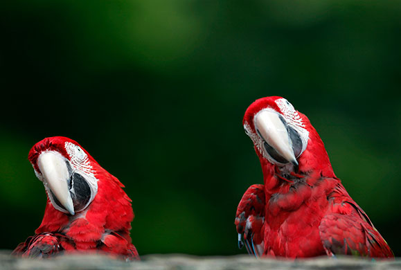 24 hours in pictures: A pair of green winged macaw look on at Chiba Zoological park, Japan