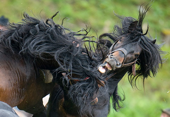 24 hours in pictures: Salzburg, Austira: Stallions fight for their position in the herd in Rauris