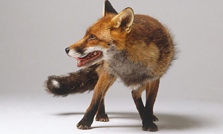 A Fox