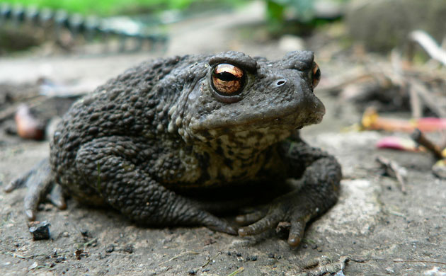 Garden wildlife: readers gallery on Flickr