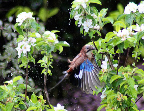 Garden wildlife: readers gallery on Flickr