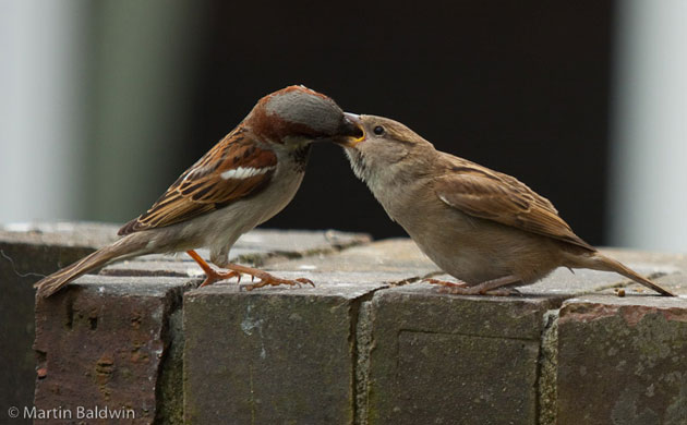 Garden wildlife: readers gallery on Flickr
