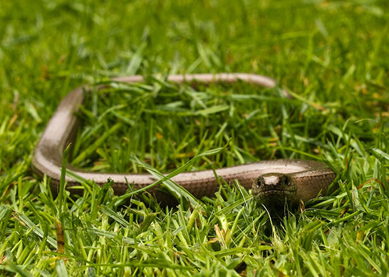 Garden wildlife: readers gallery on Flickr