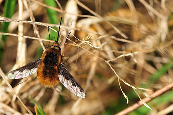 Garden wildlife: readers gallery on Flickr