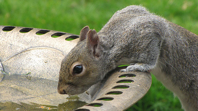 Garden wildlife: readers gallery on Flickr