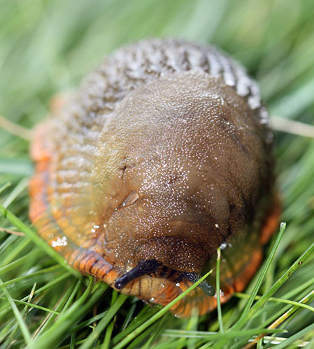 Garden wildlife: readers gallery on Flickr