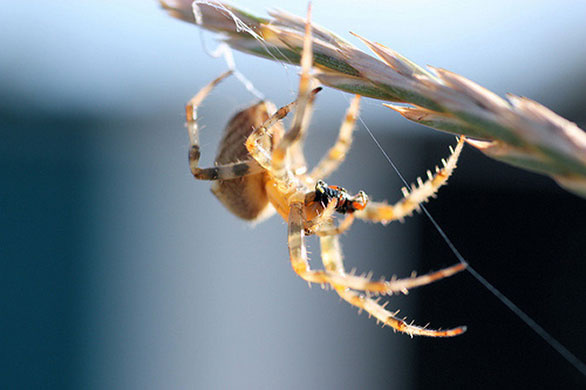 Garden wildlife: readers gallery on Flickr