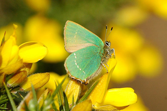 Garden wildlife: readers gallery on Flickr