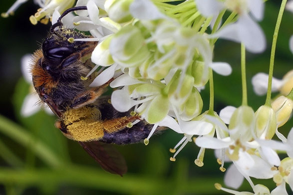 Garden wildlife: readers gallery on Flickr