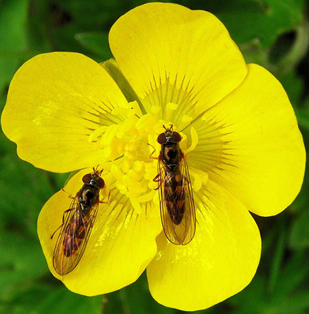 Garden wildlife: readers gallery on Flickr (last added)