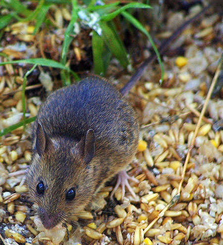 Garden wildlife: readers gallery on Flickr (last added)