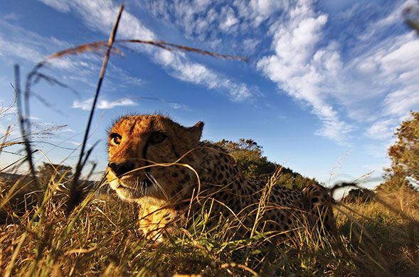 24 hours in pictures: South Africa: A cheetah at a game reserve
