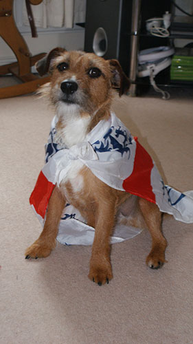 An England-supporting dog