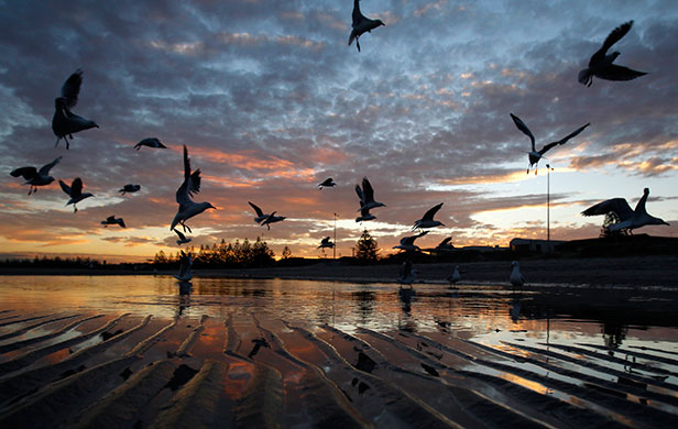24 hours in pictures: Melbourne, Austrailia: Seagulls are seen silhouetted against the sunset