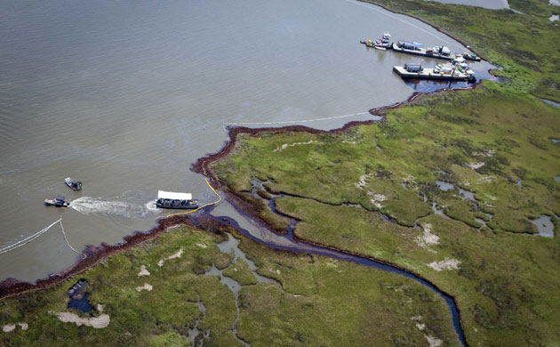 Deepwater horizon: BP oil spill: marshland in Barataria Bay, Louisiana