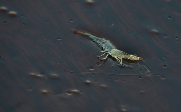 Deepwater horizon: BP oil spill: A shrimp  in Bay Jimmy near Port Sulpher, Louisiana