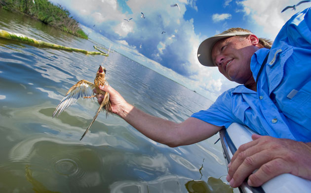 Deepwater horizon: BP oil spill: oiled Sandwich Tern, Louisiana