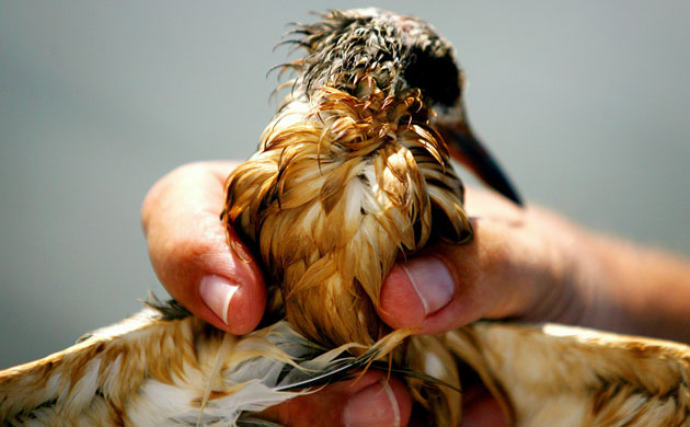 Deepwater horizon: BP oil spill :  oil-stained Sandwich Tern in Long Bay, Louisiana