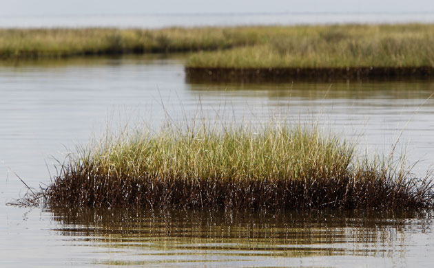 Deepwater horizon: BP oild spill: Bay Jimmy, near Myrtle Grove, Louisiana