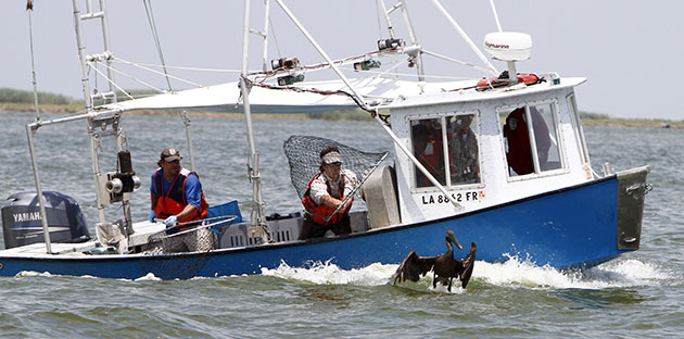 Deepwater horizon: BP oil spill: Workers catch a brown pelican near Venice, Louisiana