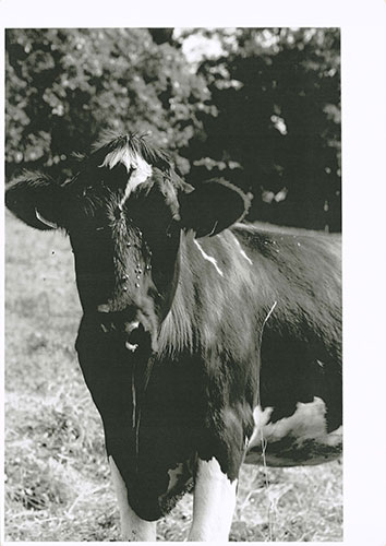 Wolfgang Tillmans: Wolfgang Tillmans