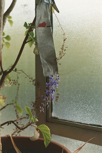 Wolfgang Tillmans: Wolfgang Tillmans