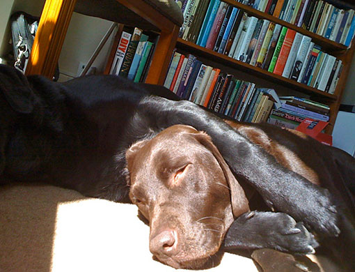 show & tell: kate nash: dogs