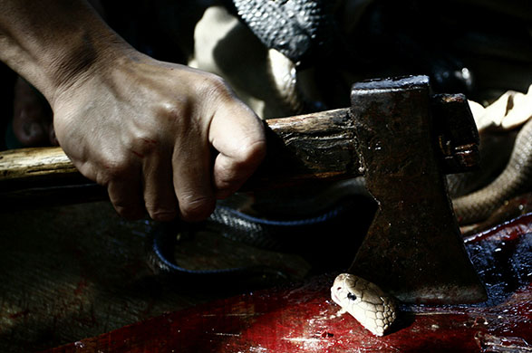 24 hours : cobras harvested for indonesian burger trade