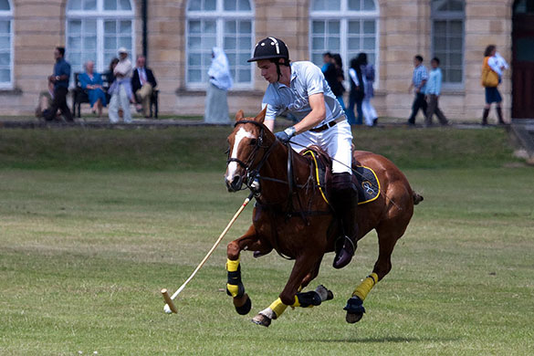 Peter Meade assignment: Polo