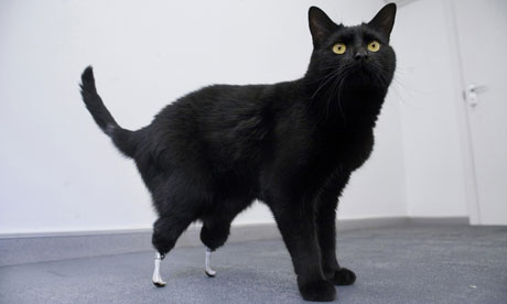 Cat with a pair of prosthetic paws