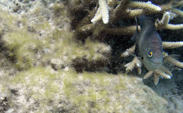 Week in Wildlife: Damselfish 'Gardeners' Selectively Weed Algal Gardens