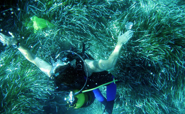 Week in Wildlife: Posidonia Meadows Reflect Pollution Levels in the Mediterranean