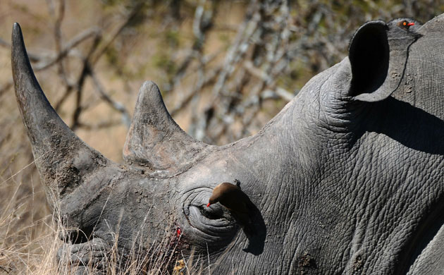 Week in Wildlife: A bird cleaning the eye of a rhino while another 
