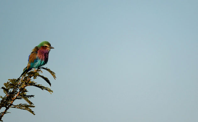 Week in Wildlife: A bird sitting on a branch at Kruger National Park