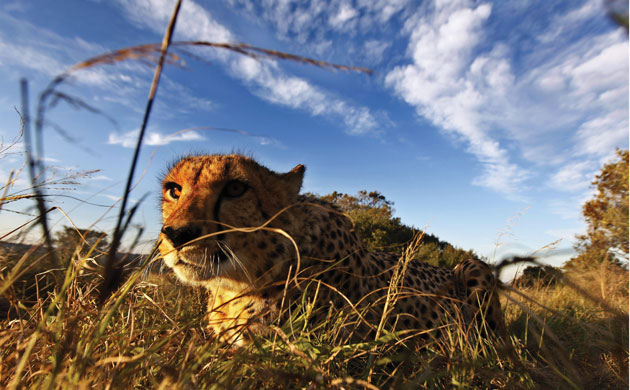 Week in Wildlife: A Cheetah (Acinonyx jubatus) is seen at a game reserve