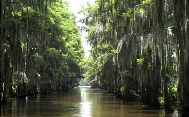 Week in Wildlife: Travel Caddo Lake