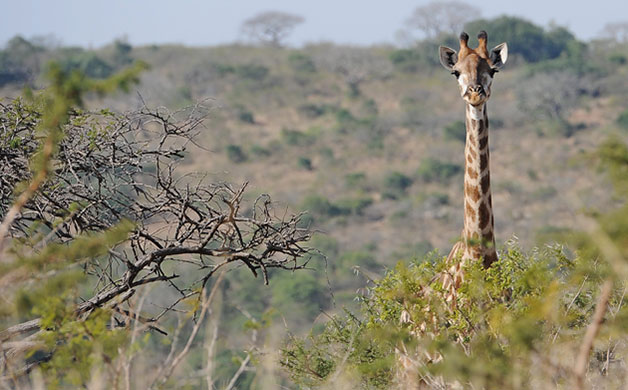 Week in Wildlife: A giraffe is seen at the Hluhluwe Imfolozi Game Reserve in Kwa Zulu-Natal