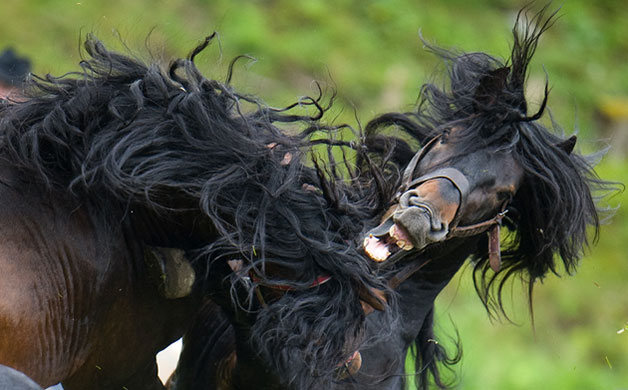 Week in Wildlife: Stallions fight for their position in the herd in Rauris , Austria