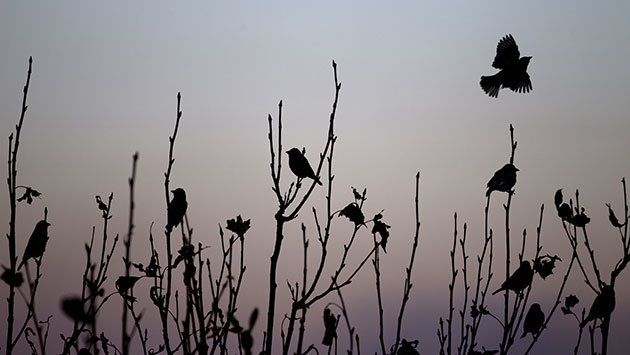 Week in Wildlife: Birds sit on a tree at the sunset in Johannesburg