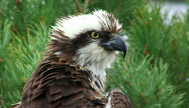 Week in Wildlife:  Loch of the Lowes osprey, known as Lady of the Loch