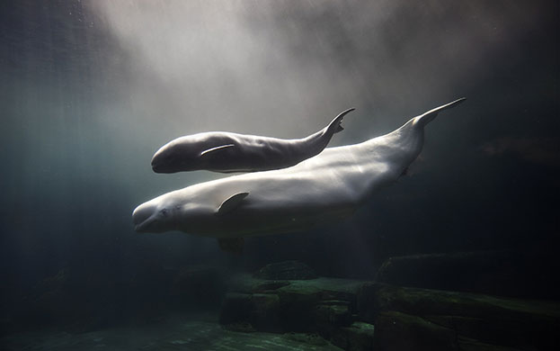 Week in Wildlife: baby Beluga whale Nala and her mother Aurora at the Vancouver Aguarium