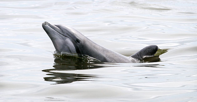 Week in Wildlife: A dolphin swims in the Barataria Bay