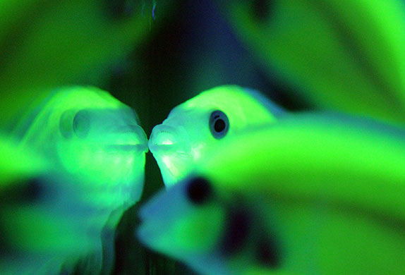 24 hours in pictures: transgenically modified convict cichlids in Taipei, Taiwan