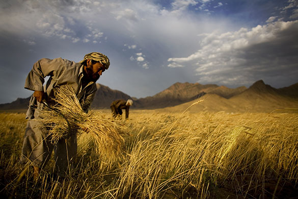 24 hours in pictures: Kabul, Afghanistan: Farmers harvest wheat outside the city