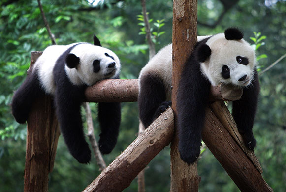 24 hours in pictures: Shanghai, China: Sichuan Pandas rest in a zoo