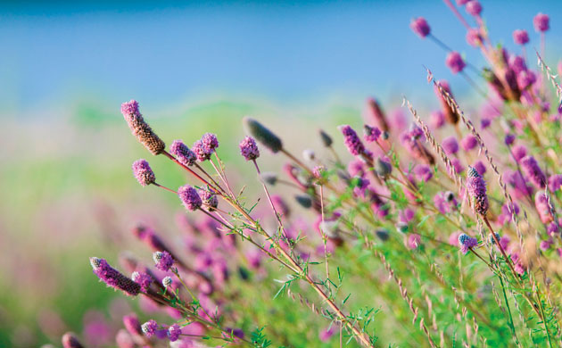 Botanic Gardens: Dalea purpurea, the purple prairie clover
